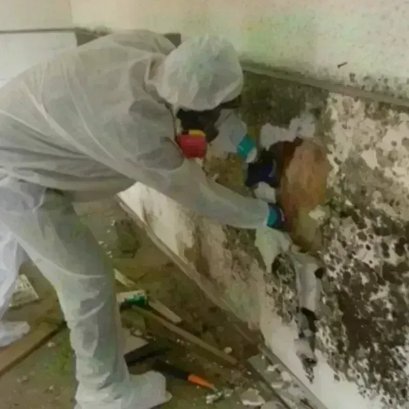 Mold Remediation and Removal in Mechanic Falls, ME